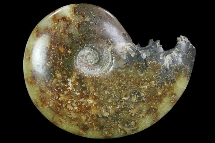 Polished, Agatized Ammonite (Cleoniceras) - Madagascar #97337